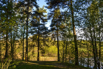 Fototapeta na wymiar Pine forest in a sunny day. View from the thickets
