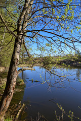 The shore of the lake in the forest. Trees above the water. Sunny day. Russia.