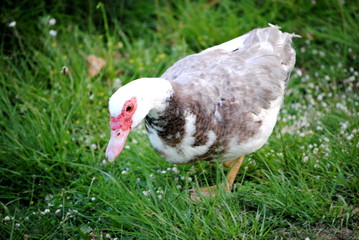 Canard de barbarie