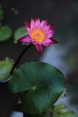 Beautiful pink waterlily flower over leave and water.