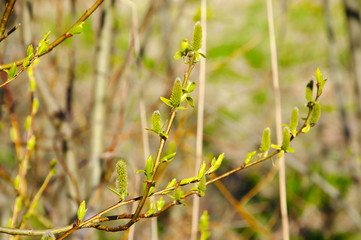 Awakening of nature in spring. Young leaves and bloom buds on the branches. The green young shoots of trees.