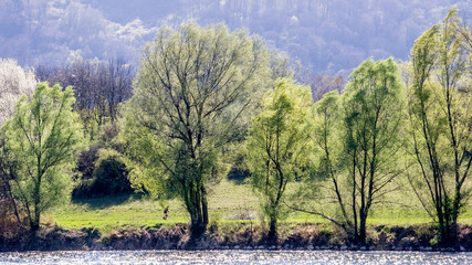 Frühlingserwachen am Fluss