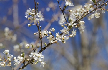 Fototapeta premium Spring