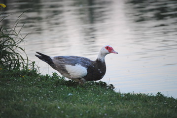 Canard de barbarie