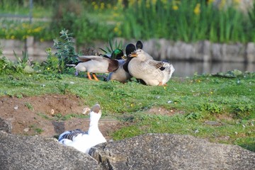 Fototapete bei efototapeten.de bestellen   
