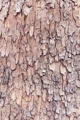 wood or bark texture, filter effect