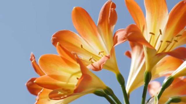 Clear blue sky and Clivia miniata plant bulbs 4K 2160p 30fps UltraHD footage - Shallow DOF orange monocot flowering lily plant 3840X2160 UHD video