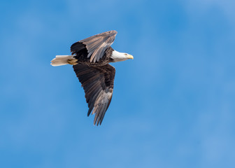 Bald Eagle in Flight