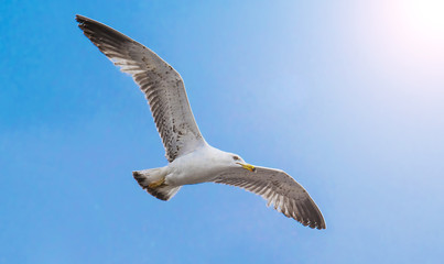 Seagull flying above the ocean