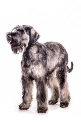 Giant Schnauzer