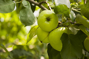 Green fruit apples ripening on the branch of tree. Summer