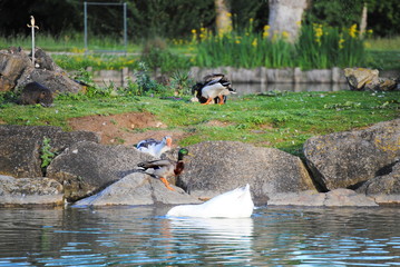 Fototapete bei efototapeten.de bestellen   