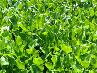 Water hyacinth