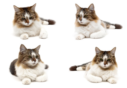 Fluffy cat isolated on white background.
