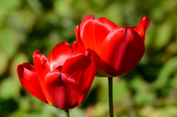 Tulip flower