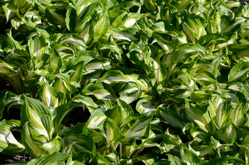 Background with green and white leaves
