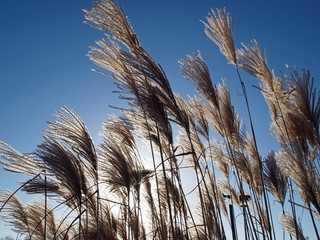 Pampas grass, Cortaderia selloana