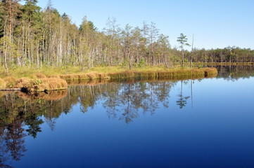 Fototapeta na wymiar Blue calm lake in the middle of swamps and woods in the morning in autumn. Belarus.