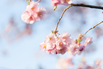 Pink Cherry Blossoms Sakura against Clear Blue Sky