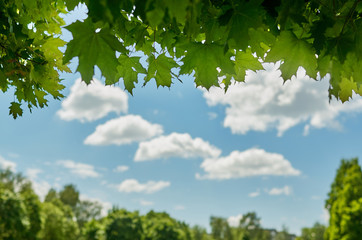  Maple leaves against the blue sky with clouds