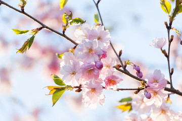 Pink Cherry Blossoms Sakura against Clear Blue Sky