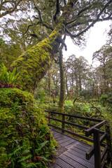 Track at Lake Marian fall located in the Fiordland National Park, Milford sound, New Zealand