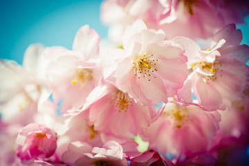 Fototapeta na wymiar Pink Cherry Blossoms Sakura against Clear Blue Sky