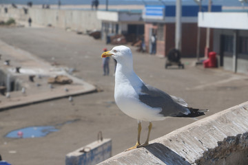 Seagull in port in a summer day