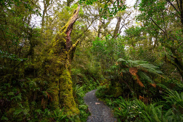 Track at Lake Marian fall located in the Fiordland National Park, Milford sound, New Zealand
