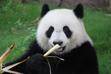 Crédence de cuisine en verre imprimé Panda A fluffy panda  is laying on the green grass and enjoy eating bamboo happily.Her name is Yue Yue