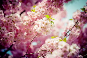Pink Cherry Blossoms Sakura against Clear Blue Sky