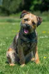 Border Terrier