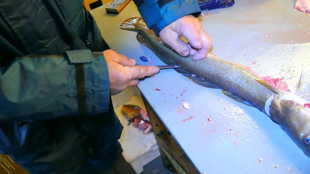The common ling caught in Norway. Man in working  rubber apron clearing slimy skin of ling fish. Hands professionally work with sea fish, family fish company. Mess and blood on the table.