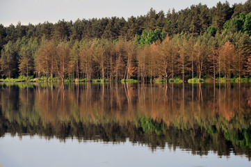 Beach flooded with dry pine forest reflected in the river.