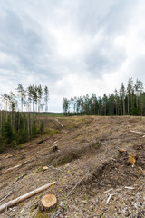 Pine forest being cut down turning into a dry lifeless field. Nature landscape. Spring.