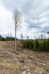 Pine forest being cut down turning into a dry lifeless field. Nature landscape. Spring.