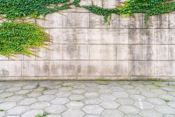 ivy on wall with concrete floor