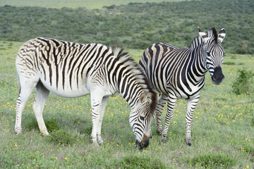 Fototapeta na wymiar Plains Zebras foraging in Addo Elephant National Park