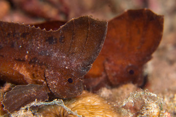 A pair of cockatoo wasp fish