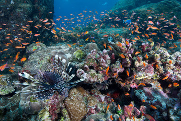 School of anthias