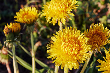 Yellow dandelion