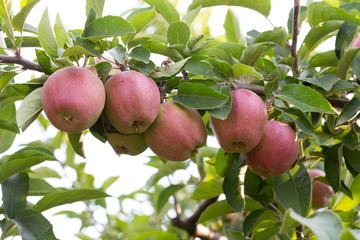 Red ripe apples on apple tree branch.