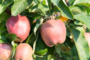 Red ripe apples on apple tree branch.