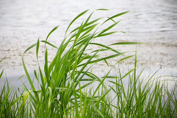 Obraz premium Fresh green reed.