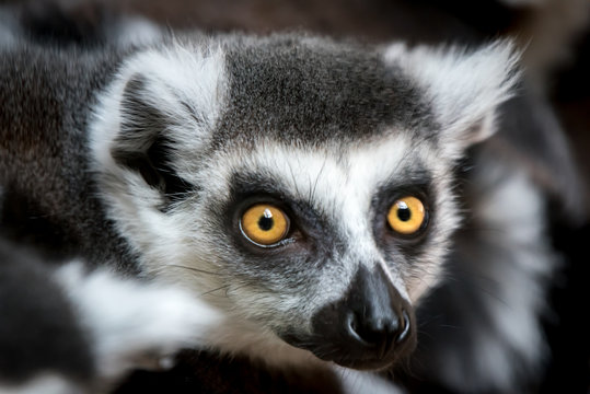 Portrait of a Ringed Lemur