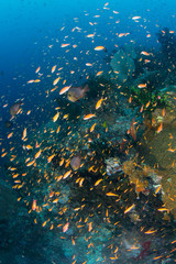 Fototapeta na wymiar Underwater shot School of fish (Anthias) Bloom for mating.