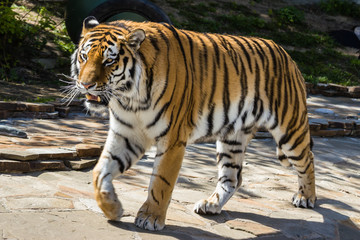 Fototapeta na wymiar The Amur tiger