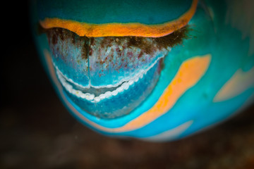 mouth of parrotfish