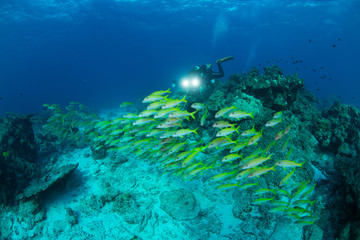 Underwater scene .Beautiful healthy coral reef with lots of  fishes 