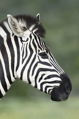 Fototapeta na wymiar Plains Zebra portret in Addo Elephant National Park